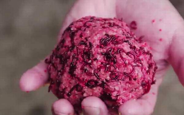 春季钓鱼用红虫还是蚯蚓?