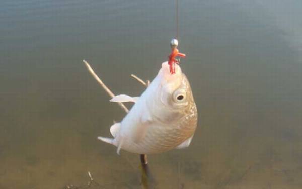 夏季钓鱼用红虫还是蚯蚓?