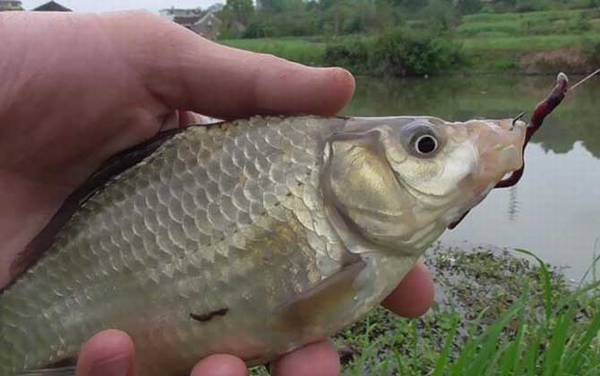 秋季钓鱼用红虫还是蚯蚓?