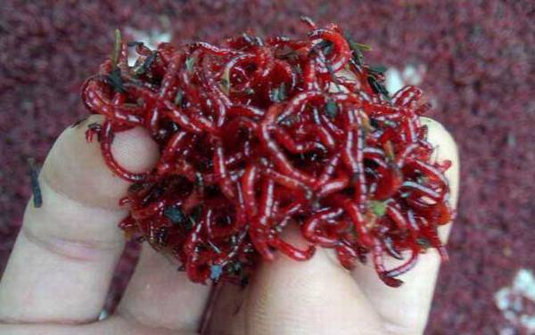 红虫钓鲫鱼什么季节最合适?