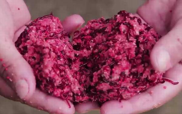 红虫钓鲫鱼什么季节最合适?