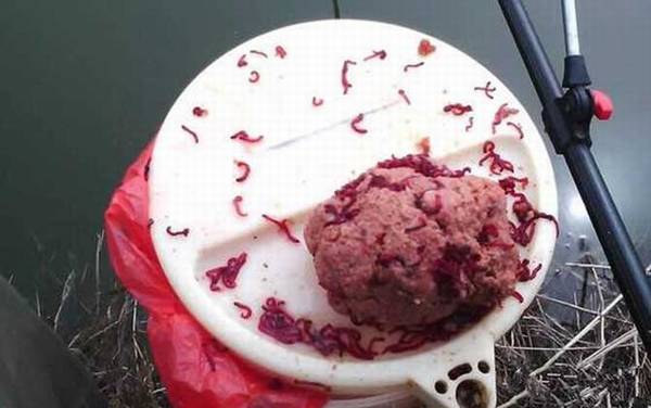 红虫钓鲫鱼什么季节最合适?