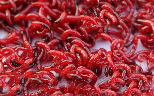 钓鲫鱼用蚯蚓好还是红虫好?