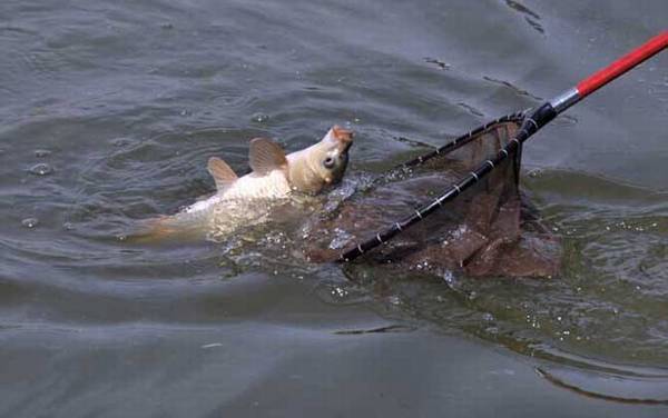 红虫颗粒打窝能钓什么鱼?