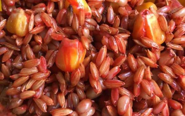 钓鲫鱼用什么窝料打窝最好?