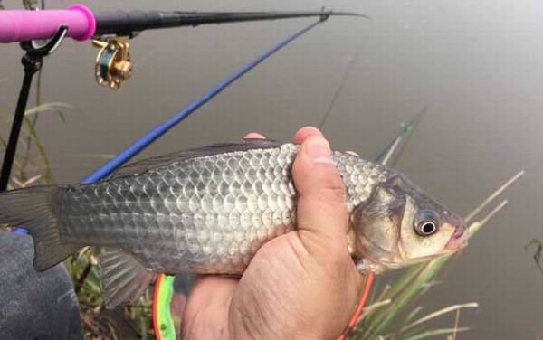 鱼塘钓鲫鱼用什么饵料?