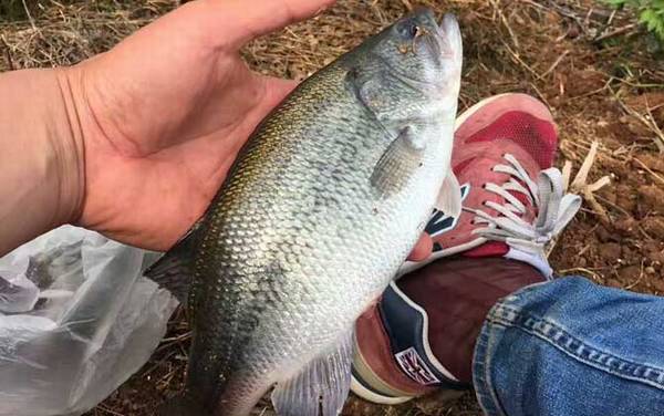 手竿钓鲈鱼用什么饵料?