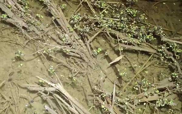 黄鳝喜欢吃什么诱饵?