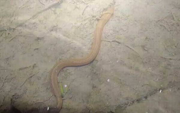 捕黄鳝饵料绝密配方大全