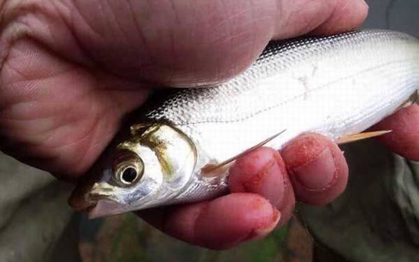 鲴鱼用什么打窝最好钓?