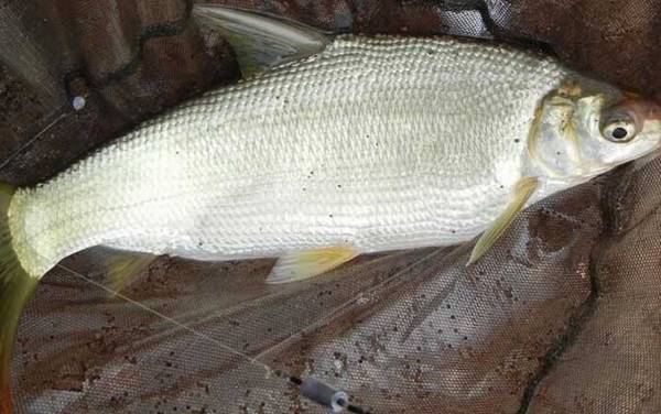 鲴鱼用什么打窝最好钓?