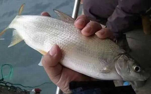 鲴鱼用什么打窝最好钓?