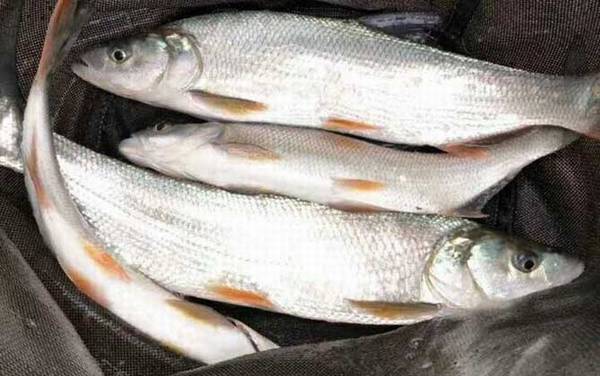 黄尾鱼爱吃什么饵料?