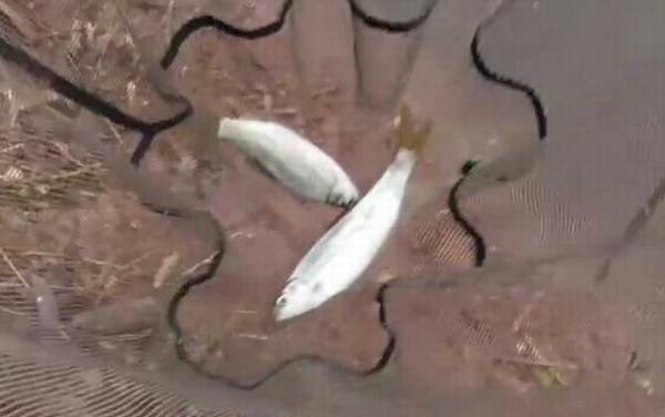 黄尾鱼爱吃什么饵料?