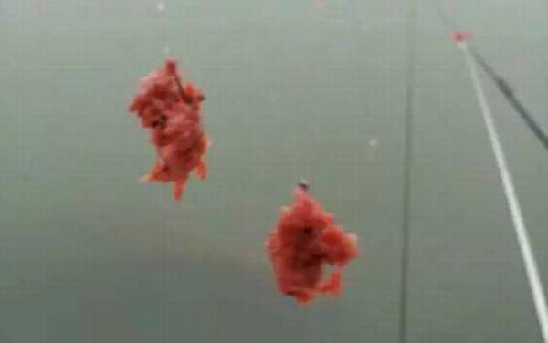 鱼饵下水就散原因及解决办法