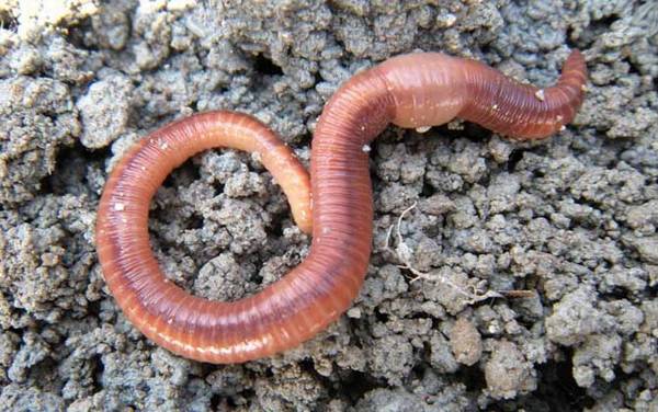 蚯蚓有没有毒?