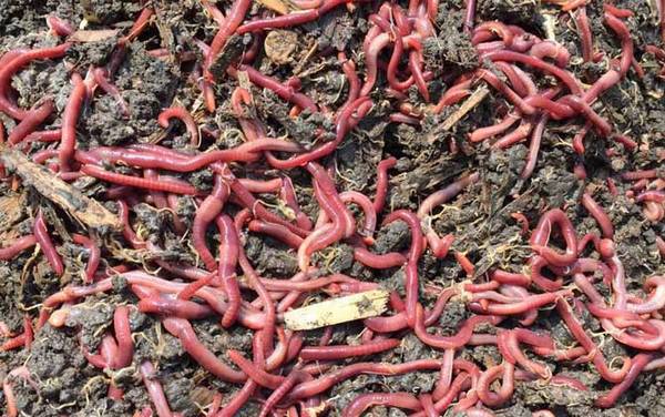 蚯蚓吃土吗?