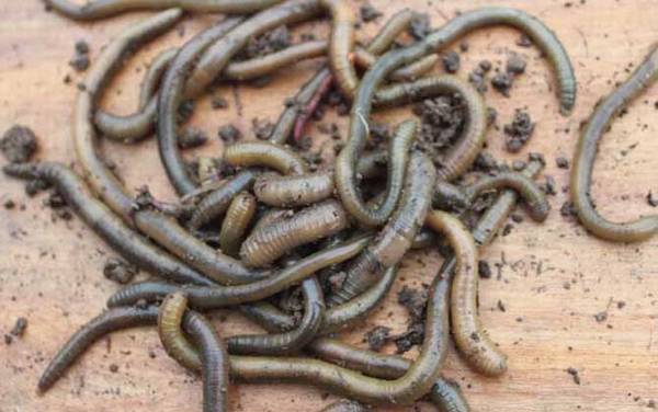蚯蚓的天敌是什么?