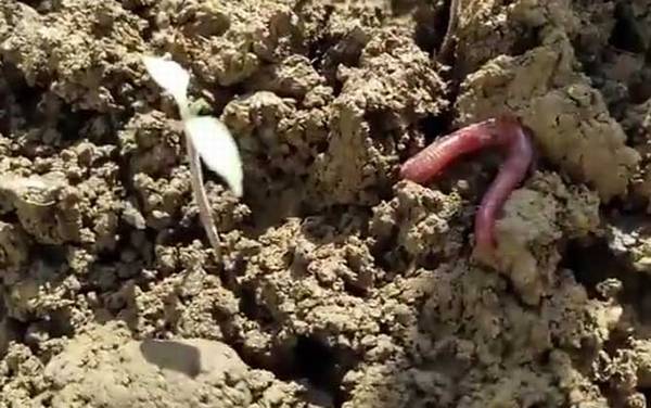 蚯蚓是益虫还是害虫?