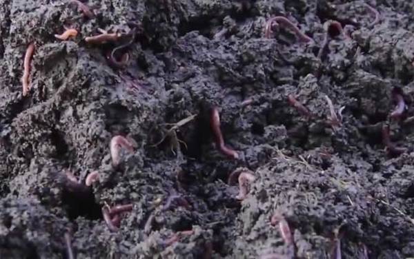 蚯蚓是益虫还是害虫?