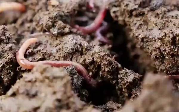 蚯蚓养殖每亩要投资多少钱?
