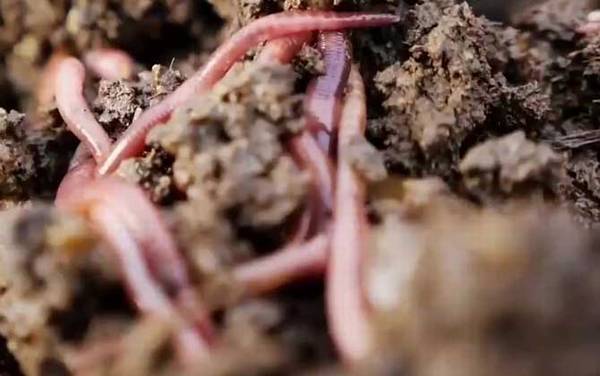 蚯蚓养殖每亩要投资多少钱?