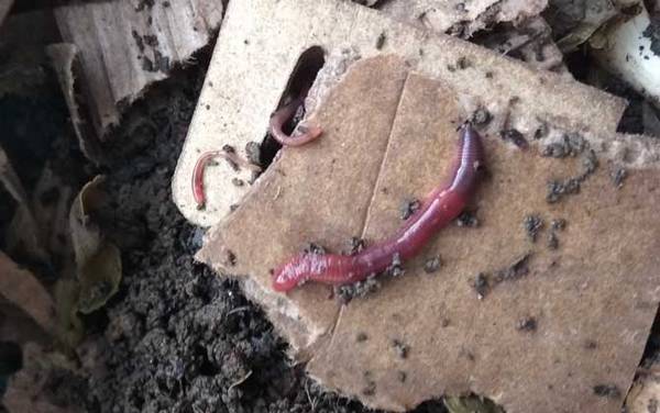 蚯蚓养殖利润怎么样?