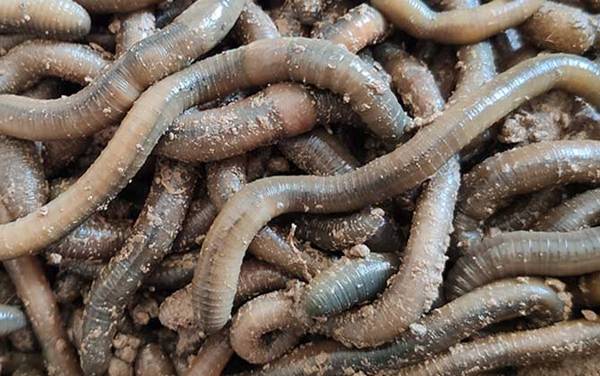 黑蚯蚓一般在哪里挖?