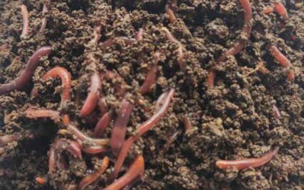 吃剩的米饭可以喂蚯蚓吗?