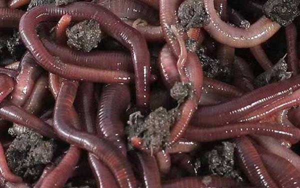 吃剩的米饭可以喂蚯蚓吗?