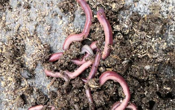 蚯蚓养殖赚钱吗?