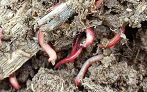 蚯蚓养殖需要什么条件?