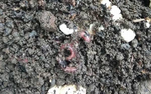 养殖蚯蚓国家有补贴吗?