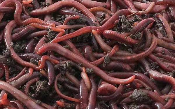 蚯蚓养殖用什么土好?