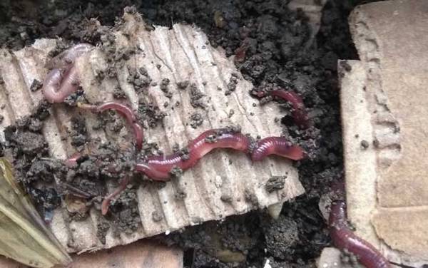 蚯蚓怎么繁殖后代?