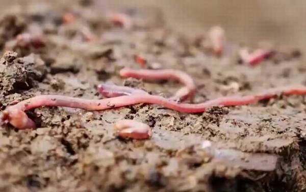 怎样养蚯蚓又肥又大?