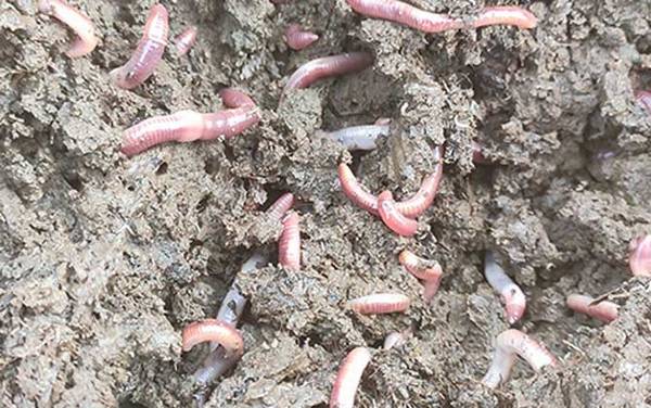 蚯蚓没有眼睛是正确的还是错的?