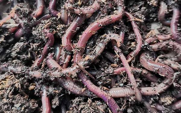 蚯蚓没有眼睛是正确的还是错的?