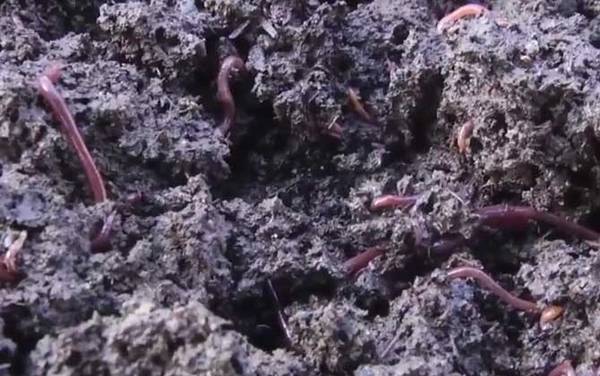 蚯蚓吃植物根系吗?