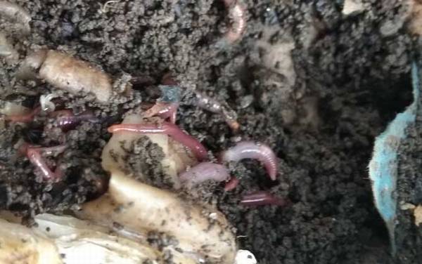 蚯蚓对土壤的作用有多重要?