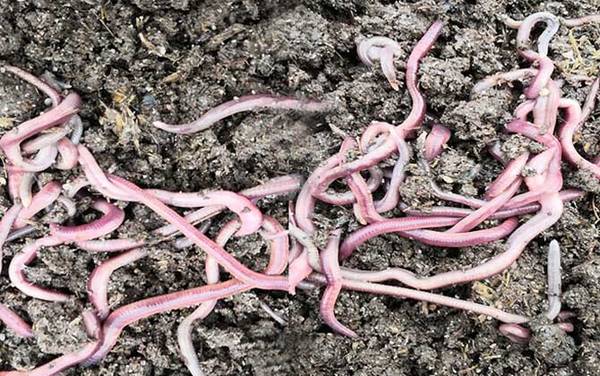 蚯蚓对土壤的作用有多重要?