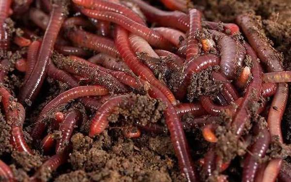 蚯蚓对土壤的作用有多重要?