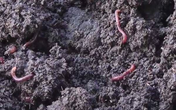 蚯蚓粪有什么作用和用途?