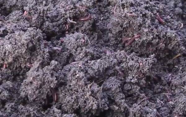 蚯蚓粪有什么作用和用途?