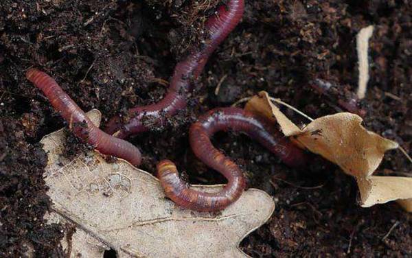 蚯蚓切几段才能死?