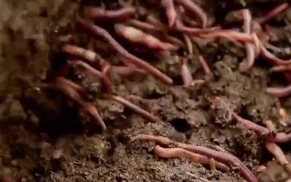 蚯蚓怎么繁殖后代?