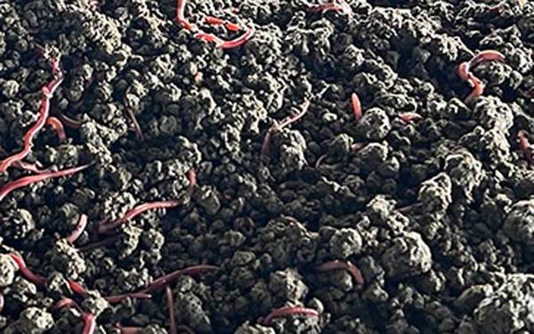 蚯蚓生活在什么地方?