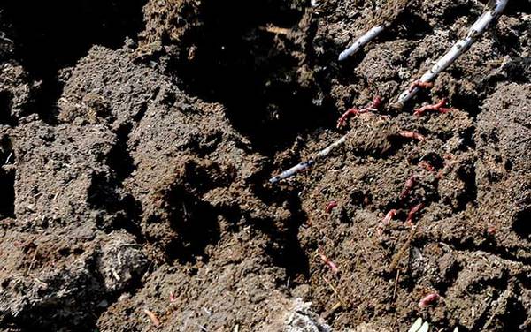 蚯蚓有没有病毒和寄生虫?