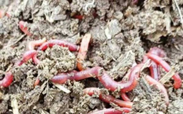 蚯蚓有没有病毒和寄生虫?