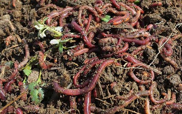 蚯蚓什么时候最好抓?